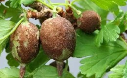 What to do if gooseberries are covered with a brown coating, how to save the harvest