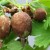 What to do if gooseberries are covered with a brown coating, how to save the harvest