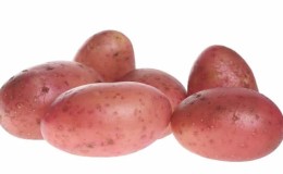 Mid-season potato variety Ryabinushka with pinkish skin color