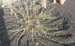 How gooseberries propagate - all the ways