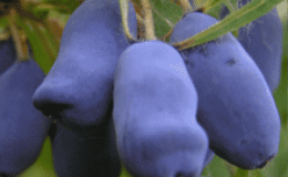 Early ripening variety of honeysuckle Blue Cliff