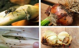 How to get rid of onion midges