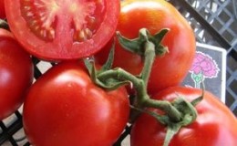 Time-tested Titan tomato for growing in open ground