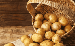 Early ripening, low-maintenance potato variety Latona with yellow tubers
