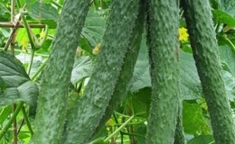 How should you care for Chinese miracle cucumbers to get an excellent harvest?