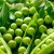 Harvest all year round without leaving home: how to grow peas at home on a windowsill and what you need for this