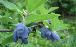 All about edible honeysuckle: how long it lives, what it looks like and is grown