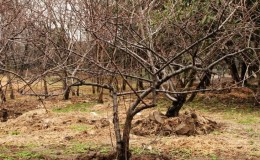 What cherry tree care should include in the fall: a guide from experienced gardeners