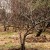 What cherry tree care should include in the fall: a guide from experienced gardeners