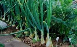 Planting onions before winter: is it possible to plant after carrots?
