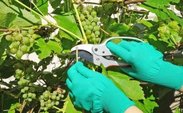 How to properly care for grapes in July: what to do, tips for beginning winegrowers