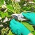 How to properly care for grapes in July: what to do, tips for beginning winegrowers