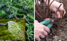 Spring treatment of honeysuckle from pests and diseases