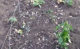 Useful tips for gardeners: what can be planted after peas and why it is so important to change where to plant vegetables