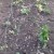 Useful tips for gardeners: what can be planted after peas and why it is so important to change where to plant vegetables