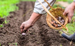 If you don’t know how to plant garlic, it’s no problem: we’ll teach you, show you and tell you all the secrets and subtleties