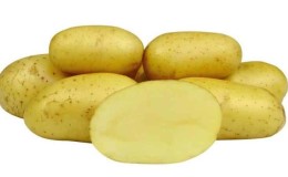 An early-ripening table potato variety, Colette, which bears fruit twice a season.
