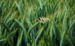 What are the types and varieties of oats?