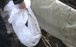Features of insulating grapes in Siberia: how to properly cover them for the winter