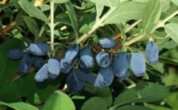 Early ripening frost-resistant honeysuckle variety Avacha