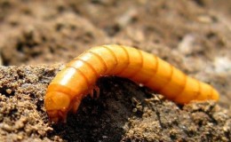 Effective pest control: how to get rid of wireworms in a potato plot