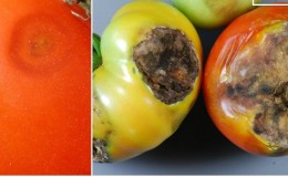 Why is tomato anthracnose so scary: we study the disease and effectively fight it ourselves