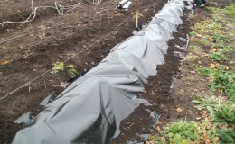 What are the ways to cover grapes for the winter in the middle zone?