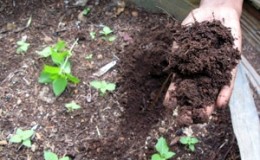 How to prepare soil for tomatoes in a greenhouse for maximum fruiting