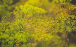 What is the best way to treat dill against aphids?