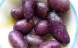 Amateur table potato variety Gypsy with purple skin and white flesh