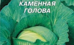 Unpretentious late-ripening cabbage variety Stone Head