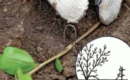 What are the advantages of propagating honeysuckle by layering and how to carry out the procedure correctly