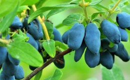 How to effectively increase your honeysuckle yield