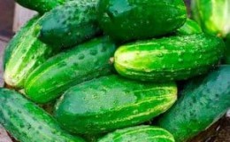 Review of the hybrid cucumber Ajax f1: features, advantages and disadvantages
