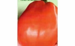 A variety that is equally good for both greenhouses and open ground - the Nastenka tomato and the method of growing it