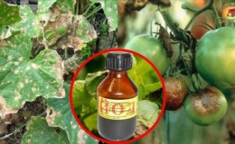We fight a popular tomato disease using folk methods: how to treat tomatoes with iodine against late blight