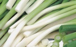 How to get a rich harvest of onion: cultivation and care, photo of the vegetable