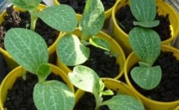Where and how to properly plant zucchini seedlings: instructions from preparing seeds to transplanting young plants to the site