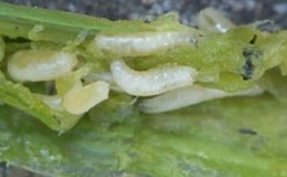 What are onion pests and methods for dealing with them?