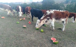 What is a feed watermelon, who is fed it and how does it differ from a regular one?