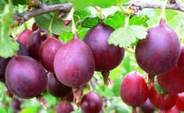Large-fruited delicious gooseberry variety Serenada
