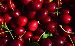 Step-by-step instructions for cutting cherry trees in the summer with your own hands