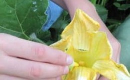 Instead of ovaries on a pumpkin, there is a barren flower - what to do and how to deal with it: we identify the causes of the problem and solve them