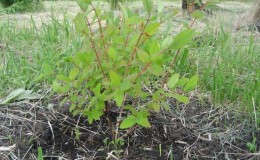 When and how to plant honeysuckle in the fall and what mistakes to avoid during the planting process