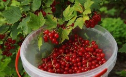When to pick redcurrants and how to do it quickly