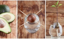 We grow a strange fruit at home: how to plant an avocado and care for it correctly