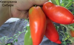 Why the Pearl of Siberia tomato will definitely not disappoint you: the advantages and disadvantages of a variety that produces a rich harvest