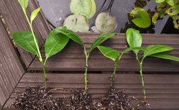 Rules for propagating tangerines by cuttings at home