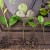 Rules for propagating tangerines by cuttings at home