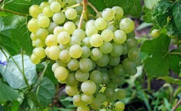 Dessert grape variety Aleshenkin, adored by gardeners